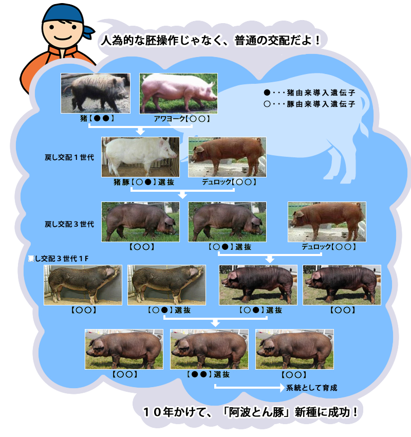 DNAマーカーを指標とした遺伝子導入縮図 — 10年かけて「阿波とん豚」新種に成功