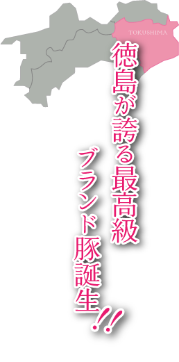 徳島が誇る最高級ブランド豚誕生